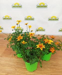bidens