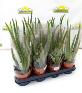 aloevera10