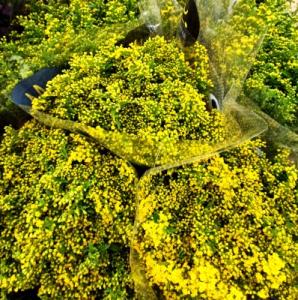 solidago