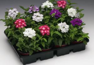 verbena-gibr