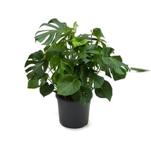 филодендрон21