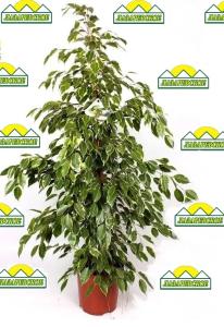 ficus30gold-king