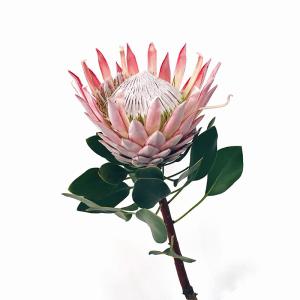 proteya