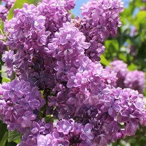 violetta