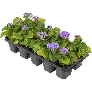 ageratum