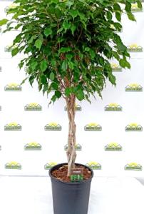 ficus-benj-exotic27