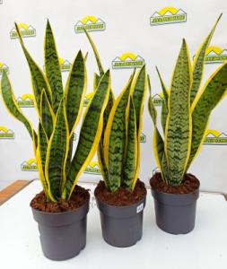 sansivieria17