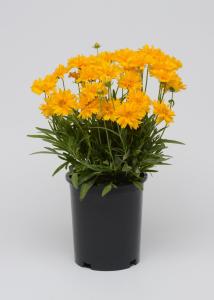 Koreopsis-Erli-Sanraiz