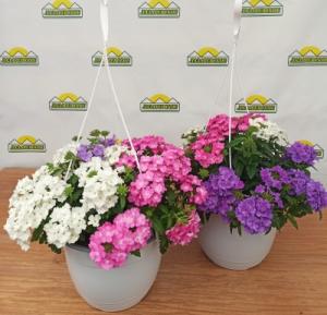 verbena25