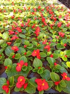 begonia40