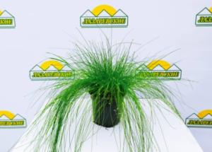 scirpus9