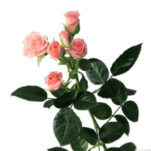 femke