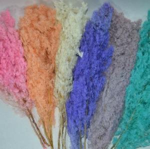 аспараг краш