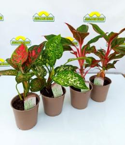 aglaonema