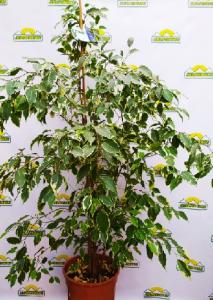 ficus27gold-king
