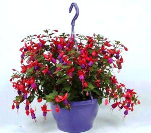 fuksia