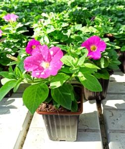 petunia9