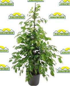 ficus27