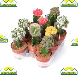 cactus5gemno