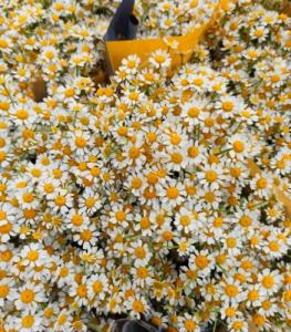 tanacetum