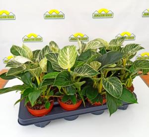 filodendron12