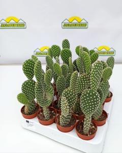 kaktusopunzia