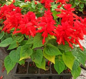 salvia10