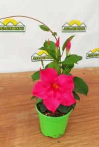 mandevilla
