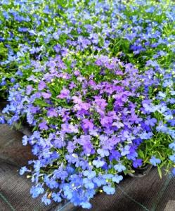 lobelia54