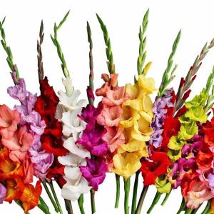gladiolus