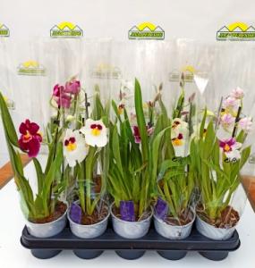 miltonia