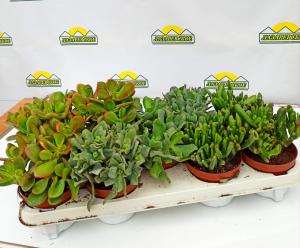 krassula12 (2)