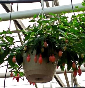 fuksia25