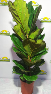 ficus17lirata