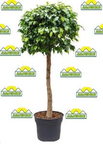 ficus30shtamb