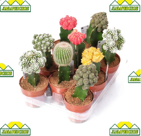 cactus5gemno