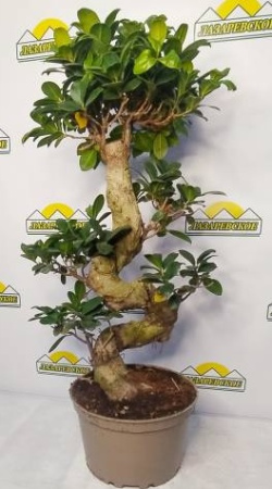 ficus18genseng
