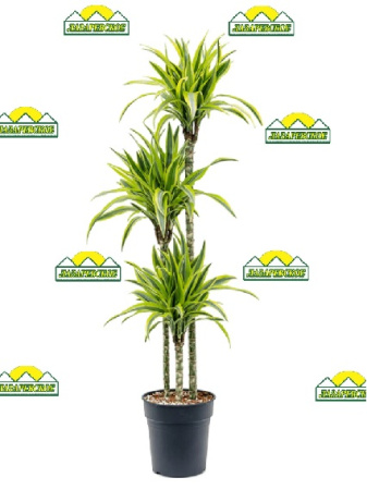 drac24lemon