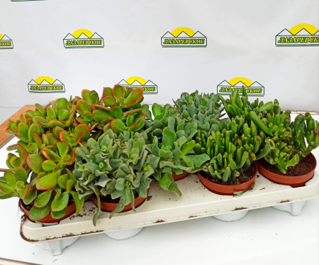 krassula12 (2)