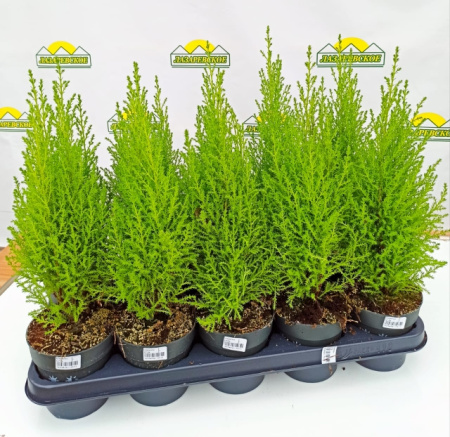 kupressus12