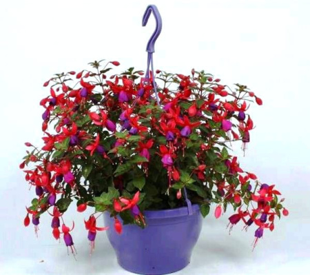 fuksia