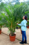 areca50olya
