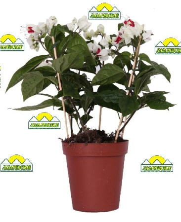 klerodendron13