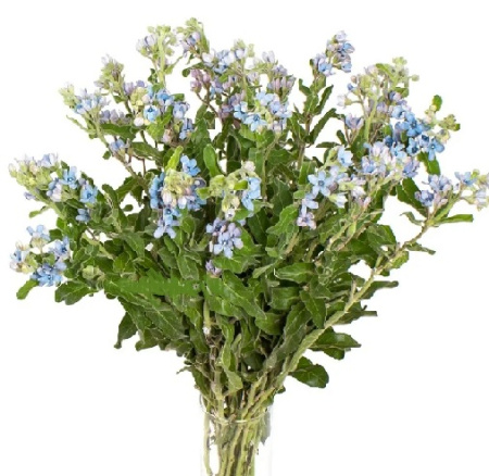oksipetalum