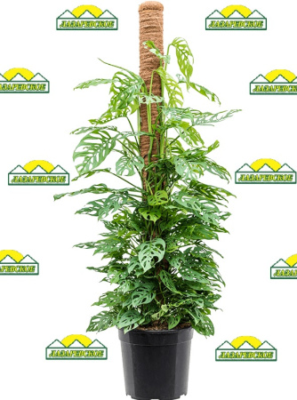 monstera24adansoni