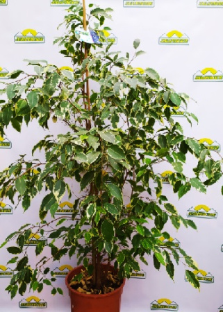 ficus27gold-king