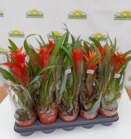 guzmania12