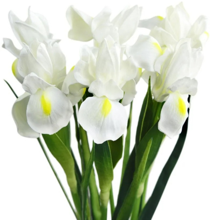 iris_white