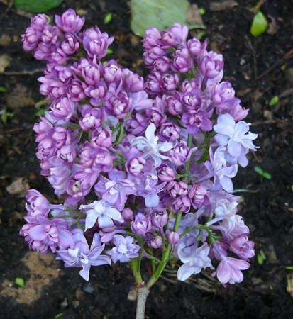 nadezda