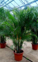 areca50olya